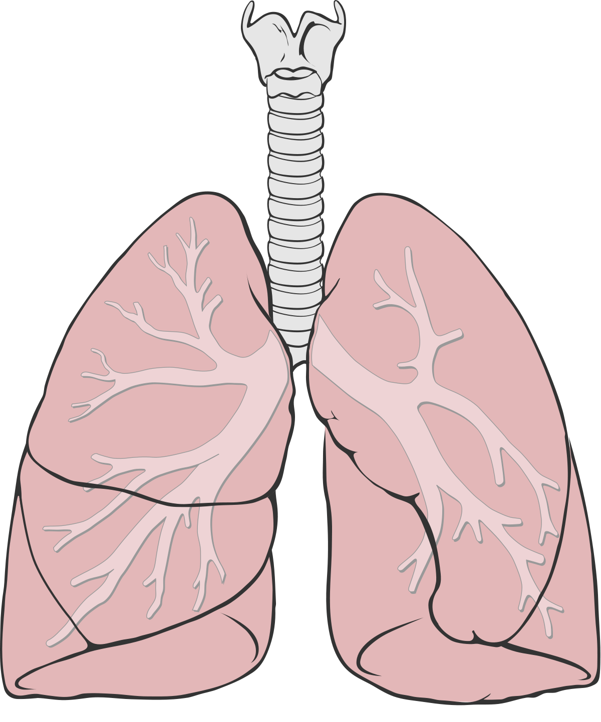 Lung PNG Pic