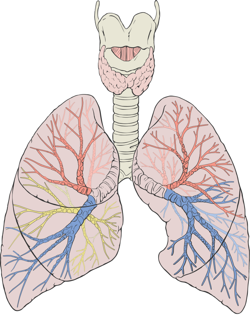 Lung PNG Picture