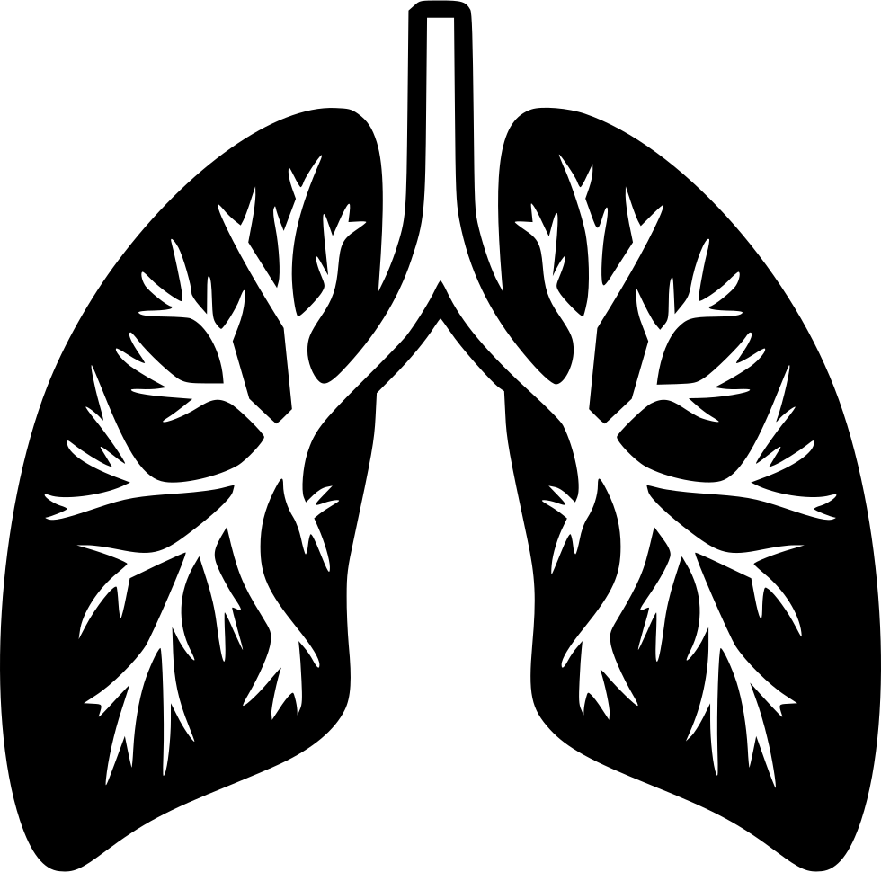 Lung Transparent PNG