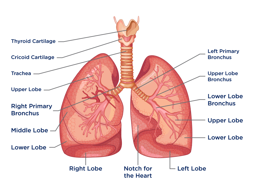 Lungs PNG HD Isolated