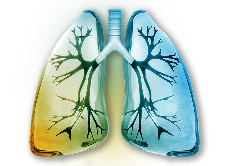 Lungs PNG HD
