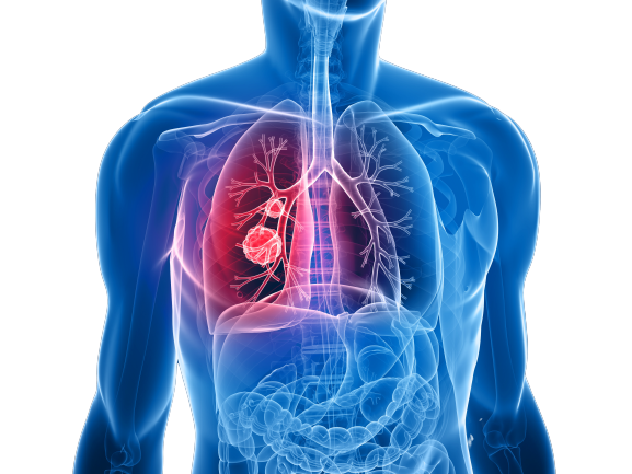 Lungs PNG Isolated File