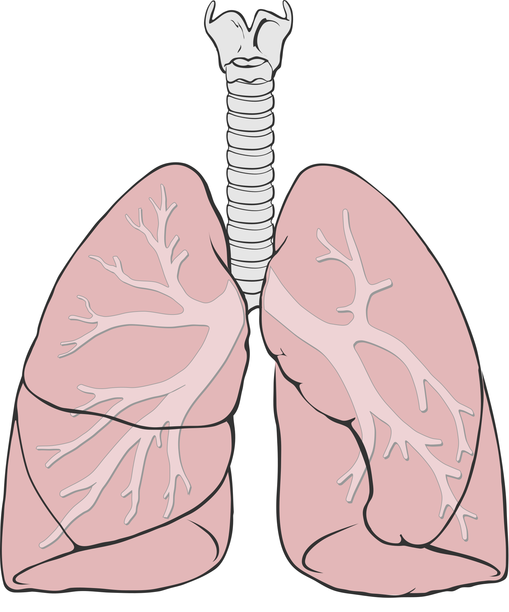 Lungs PNG Isolated HD