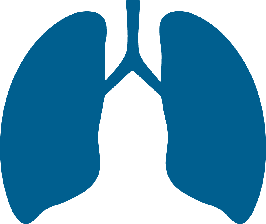 Lungs PNG Isolated Image