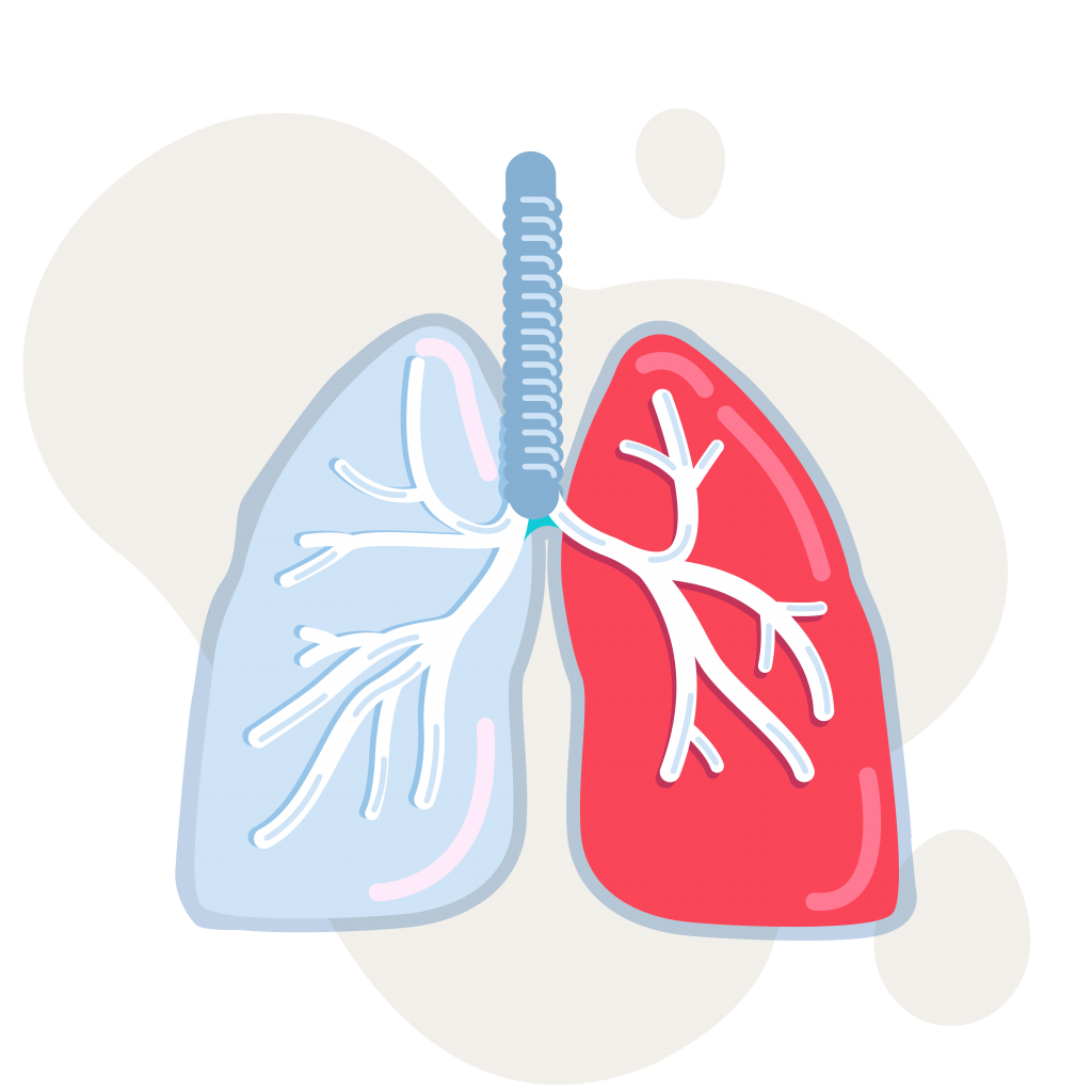 Lungs PNG Isolated Pic