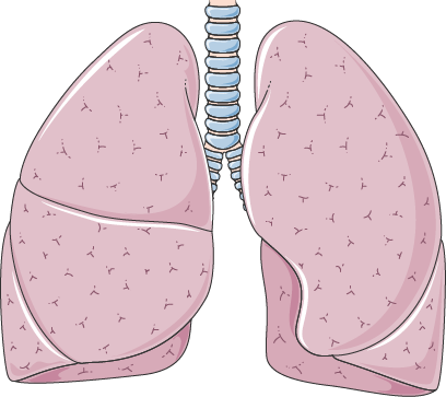 Lungs PNG Photos