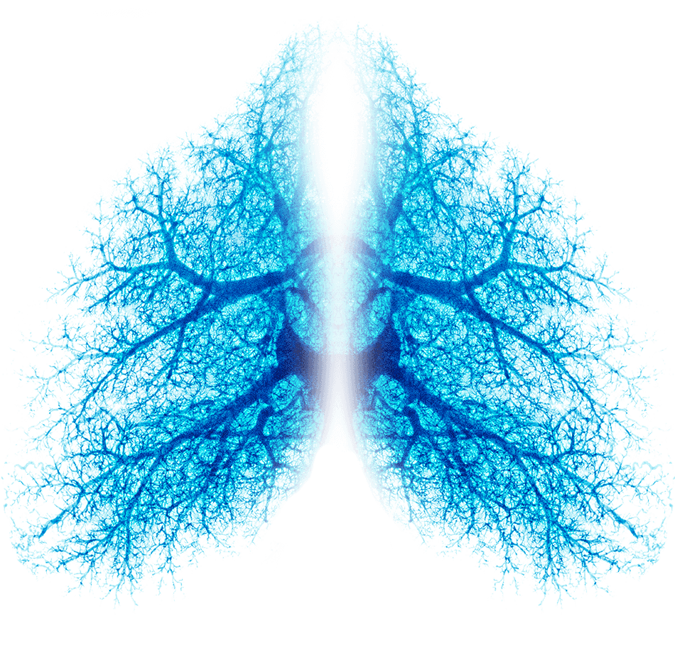 Lungs PNG Transparent