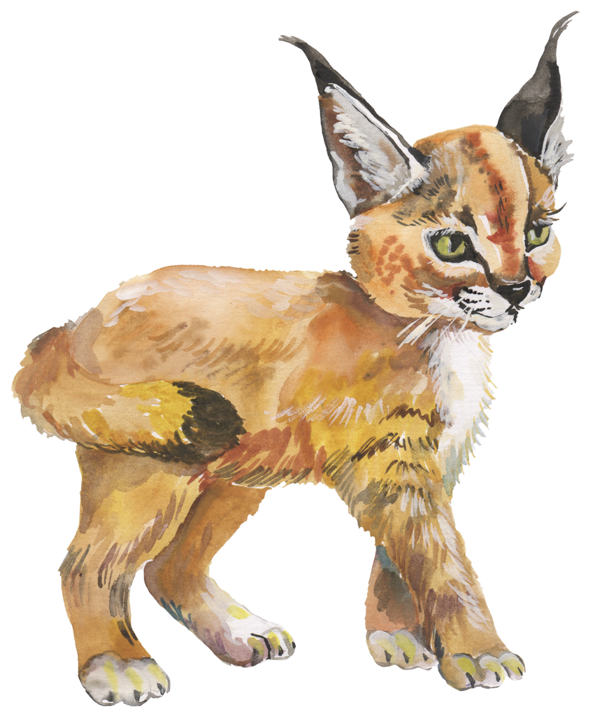 Lynx Download PNG Isolated Image
