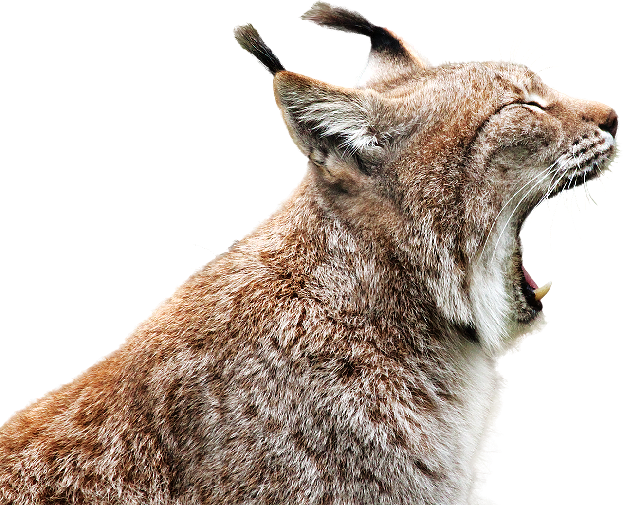Lynx PNG Background Image