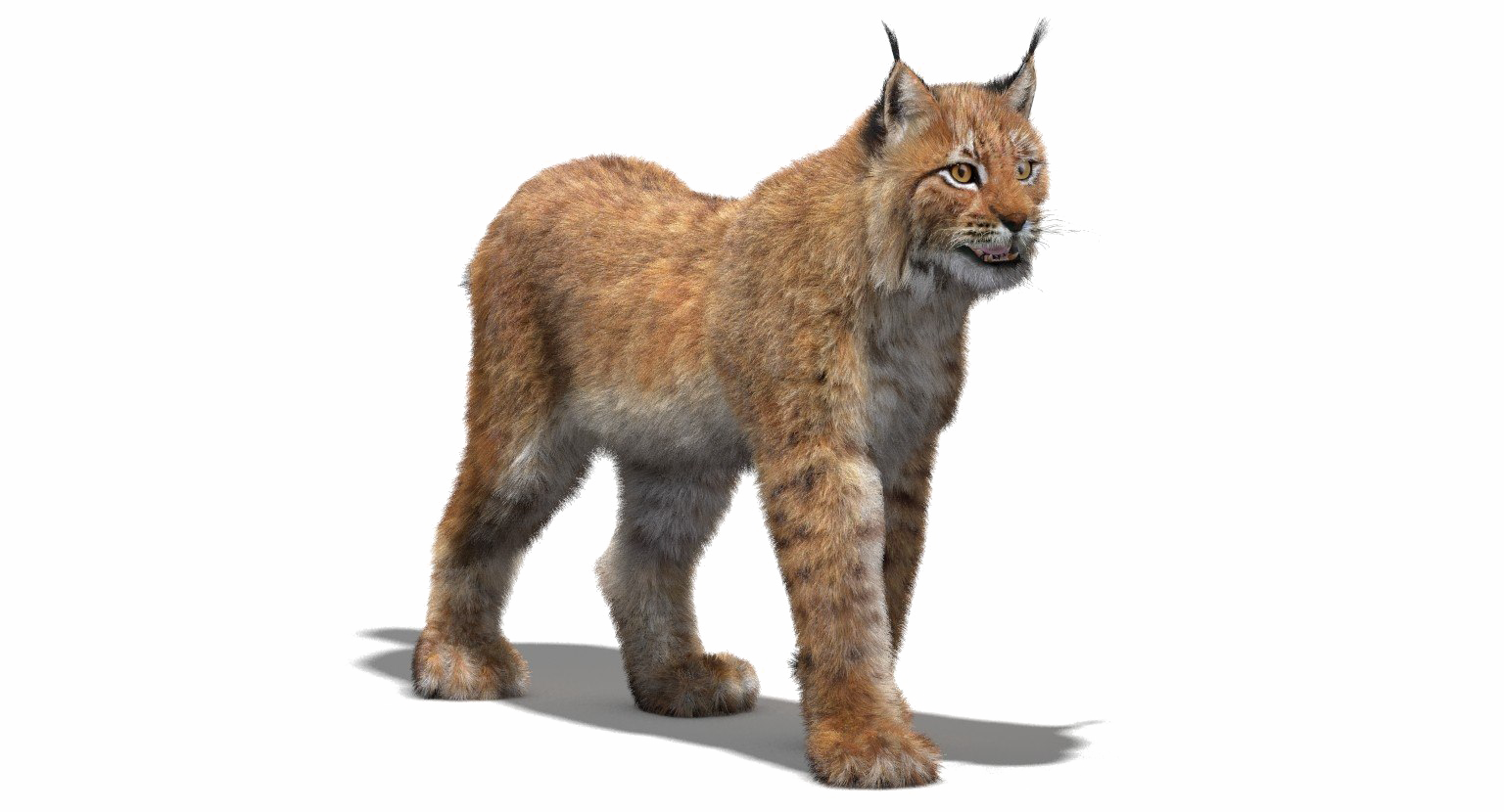 Lynx PNG Isolated Transparent Picture