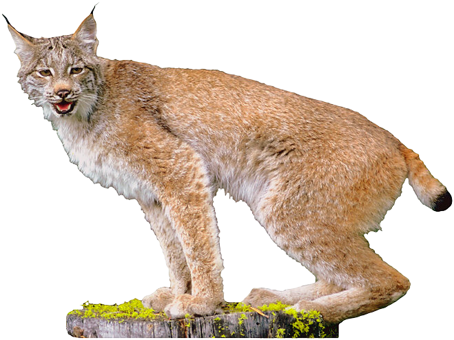 Lynx PNG Transparent