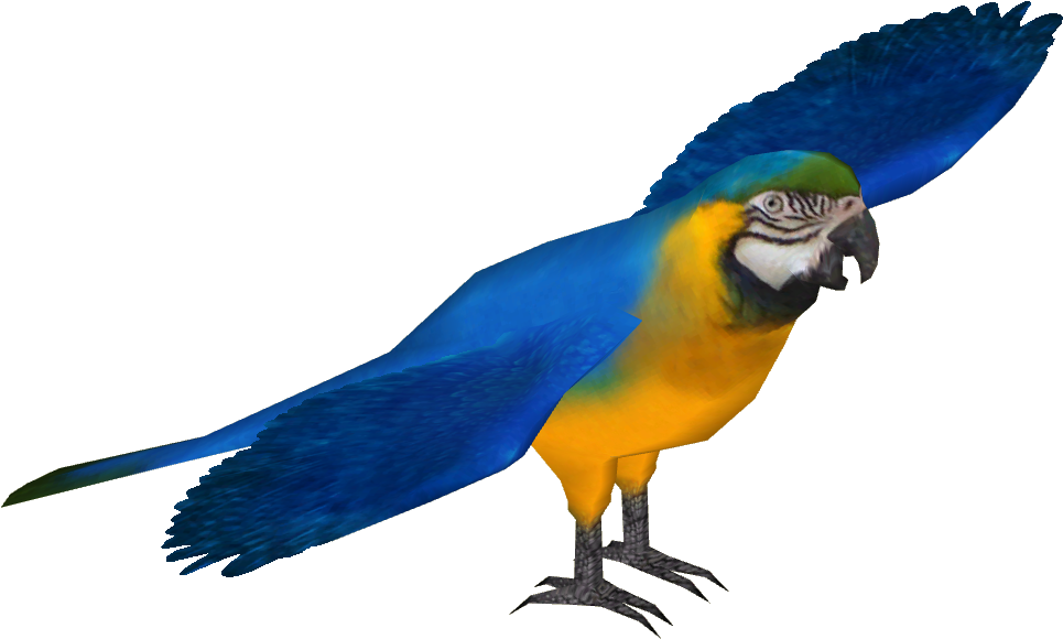 Macaw Download PNG Image
