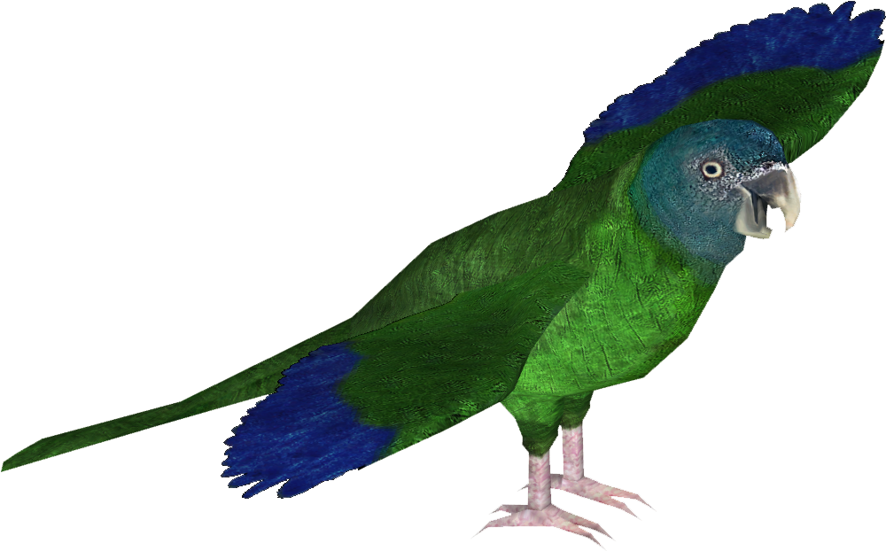 Macaw PNG HD