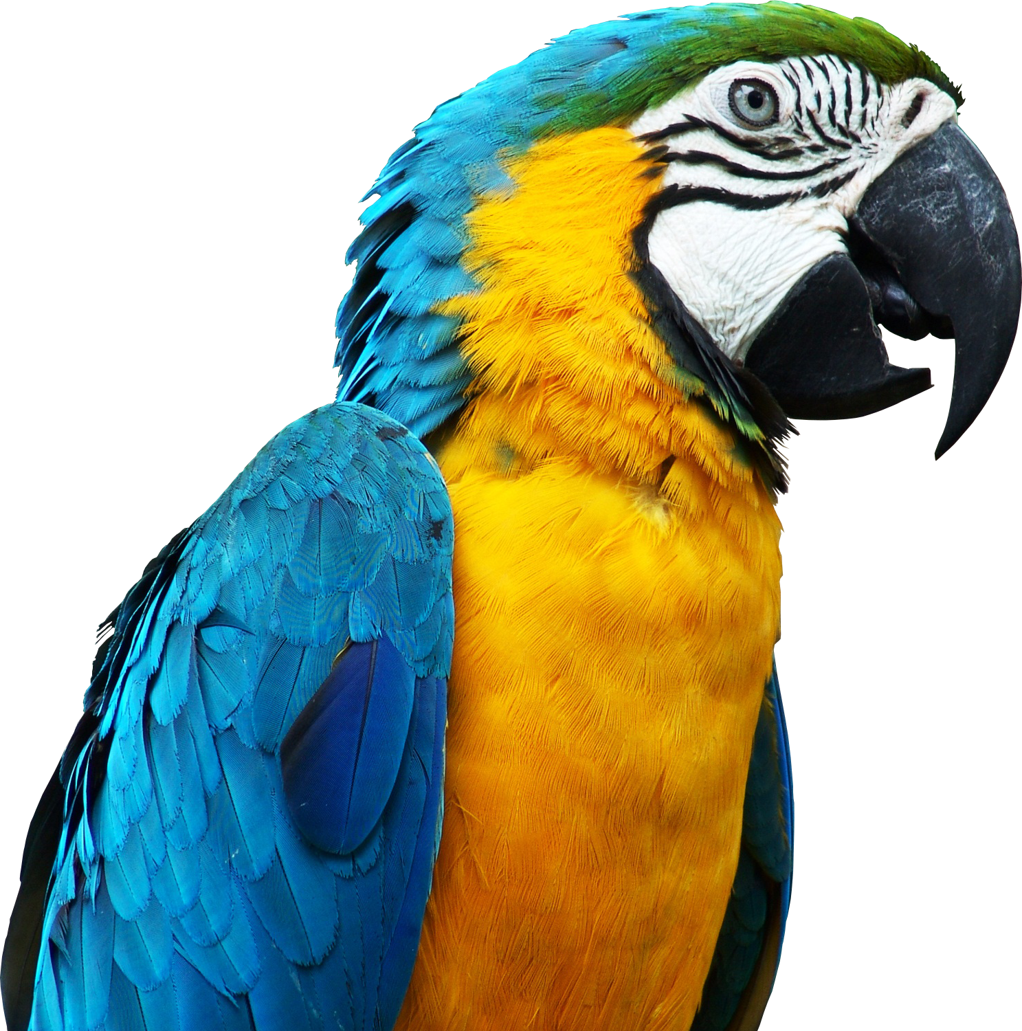 Macaw PNG Isolated Image