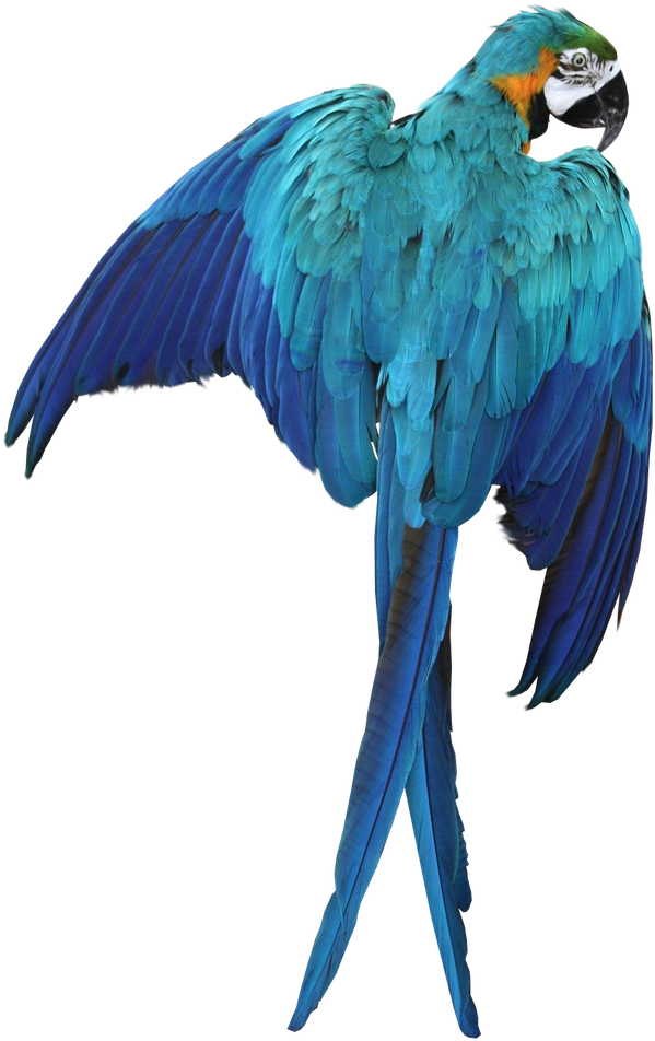 Macaw PNG