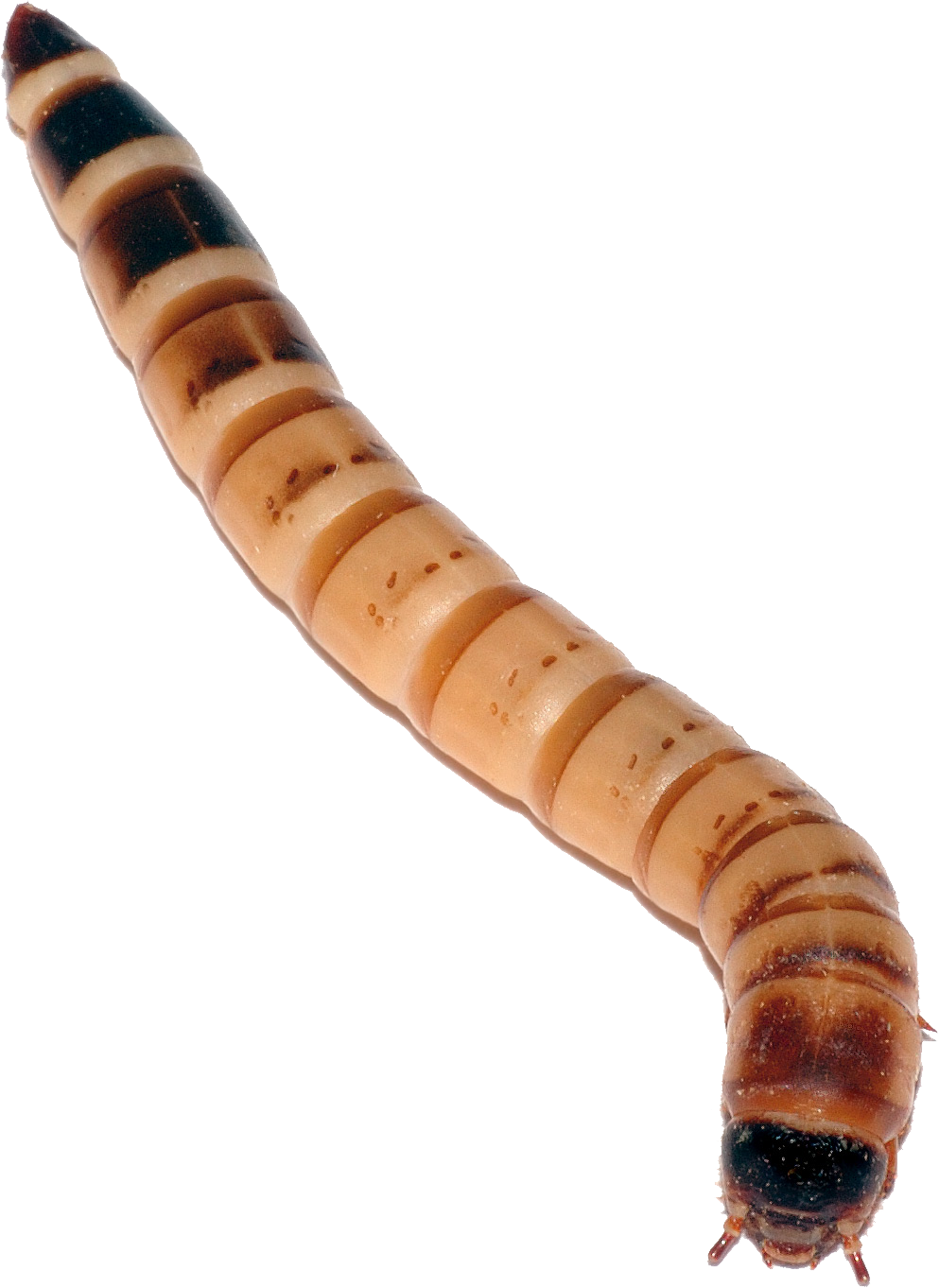 Maggots PNG Isolated HD Pictures