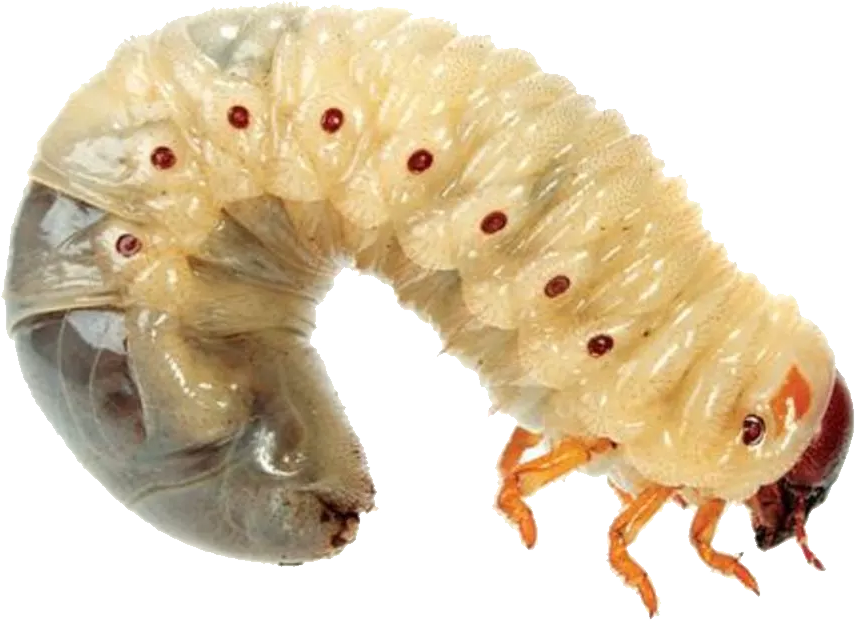 Maggots PNG Transparent