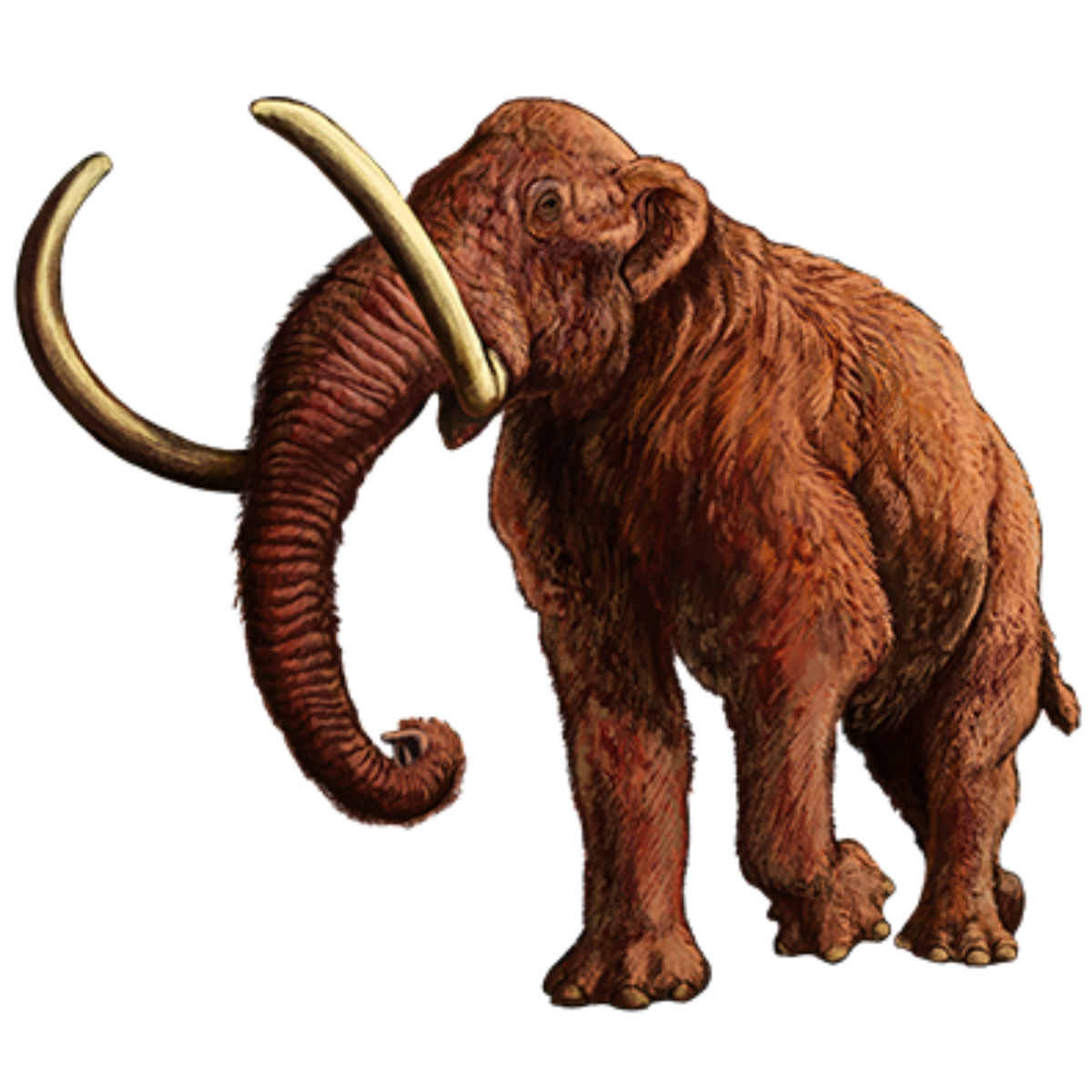 Mammoth PNG HD