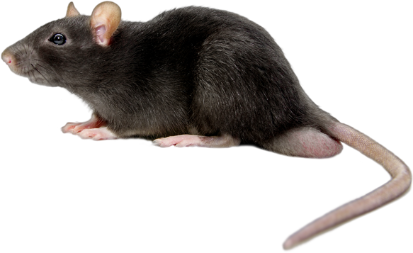 Mice PNG File