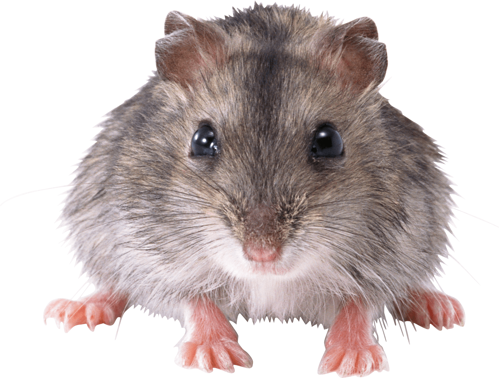 Mice PNG Image