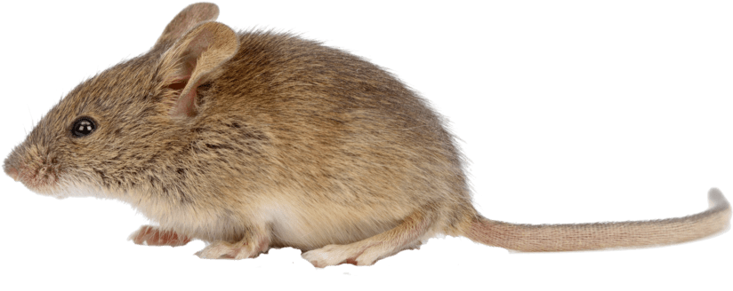 Mice PNG Isolated File