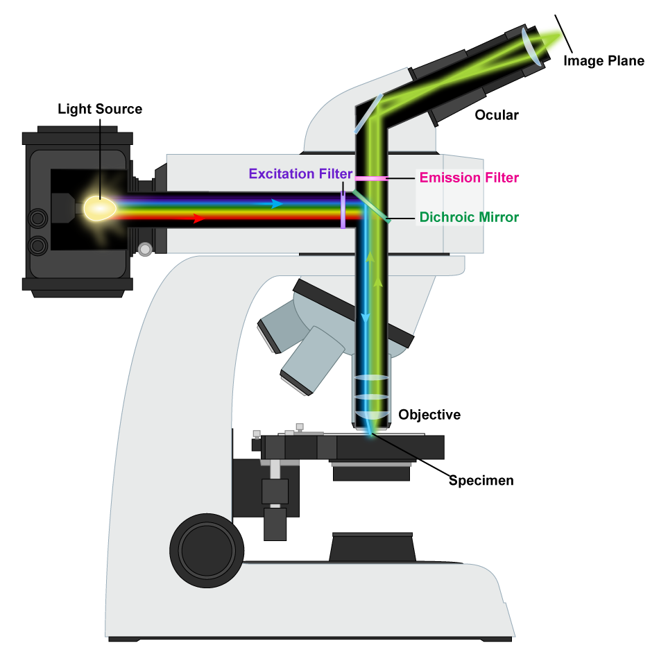 Microscope PNG Transparent Picture