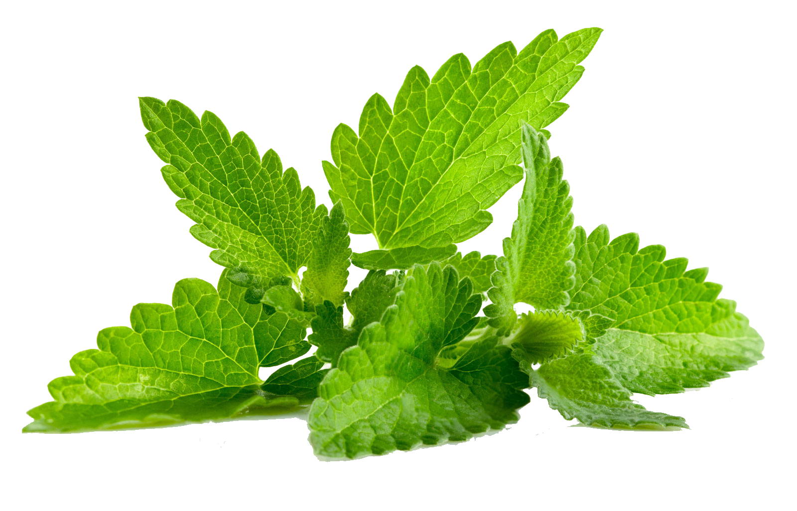 Mint leaves PNG HD Isolated
