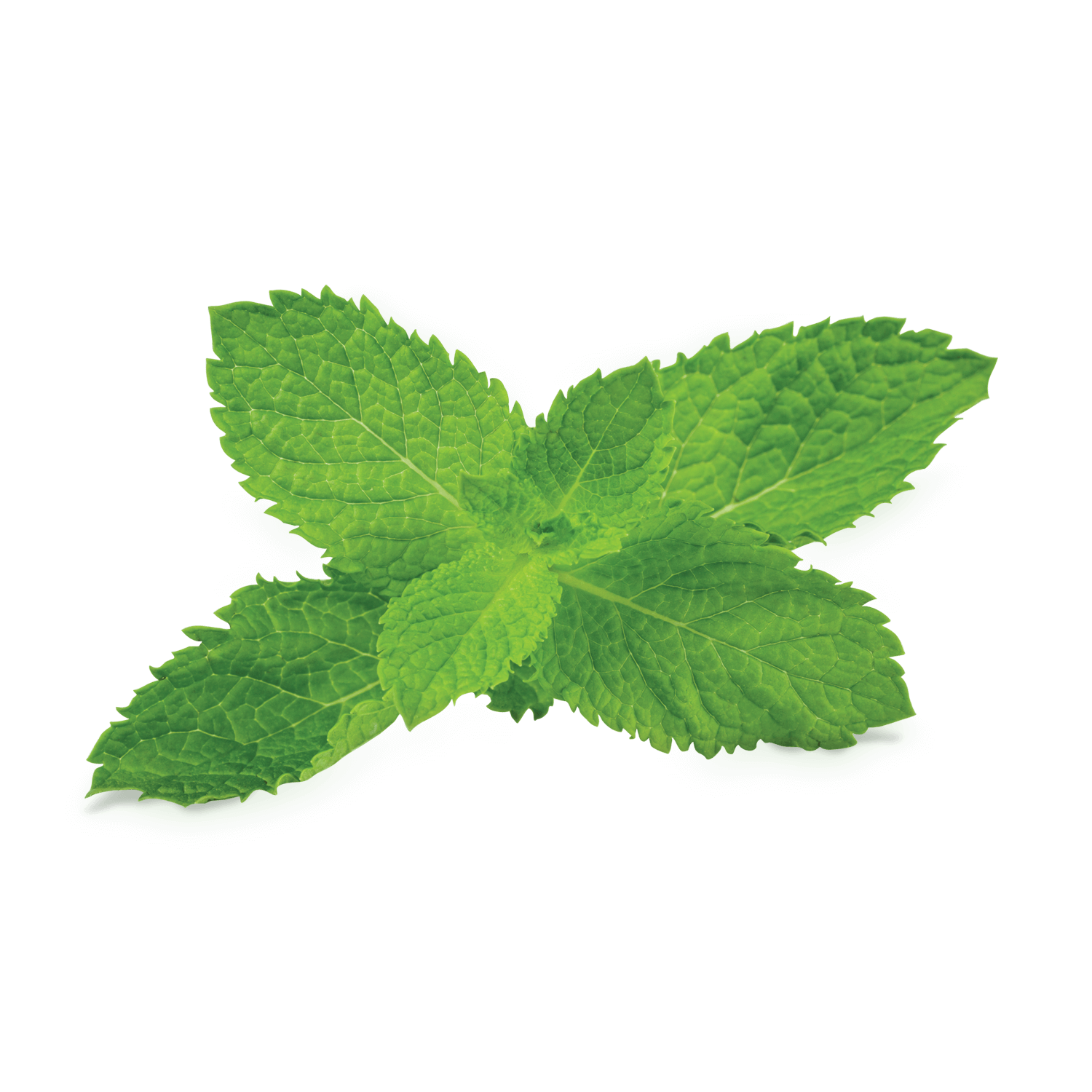 Mint leaves PNG Image