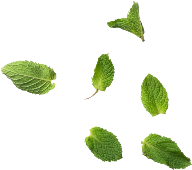 Mint leaves PNG Isolated File