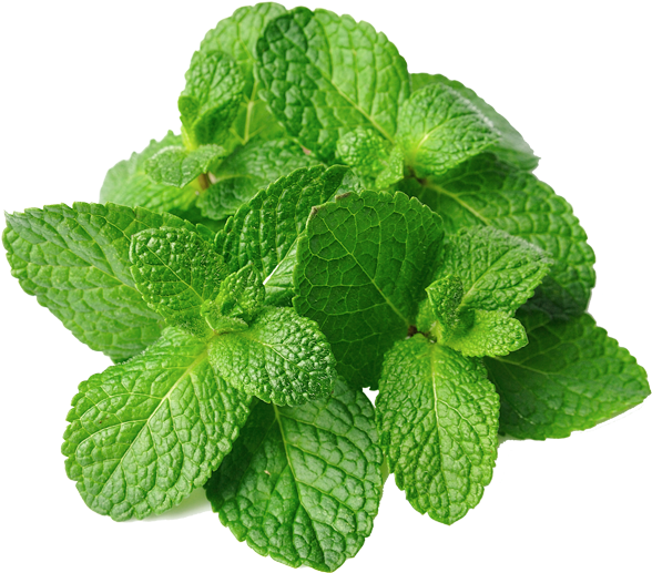 Mint leaves PNG Isolated Image