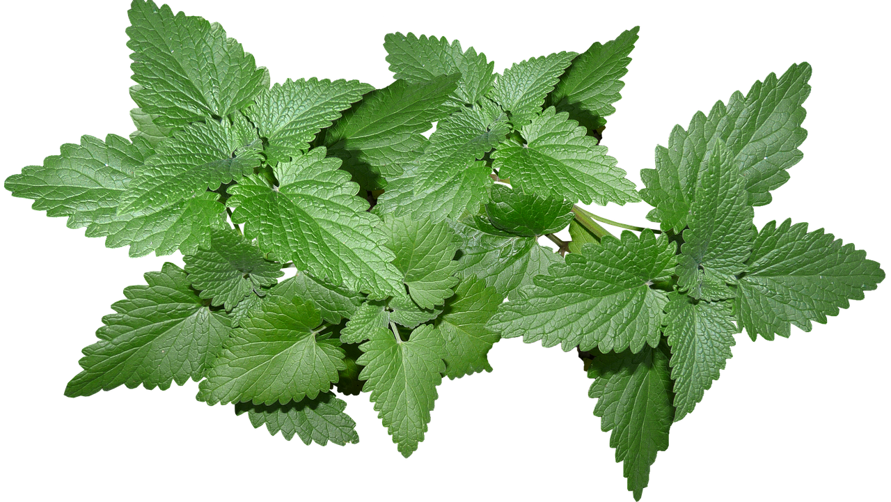 Mint leaves PNG Isolated Pic