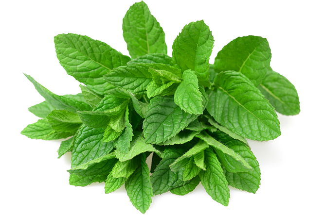 Mint leaves PNG Photo