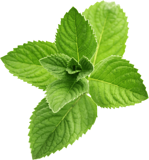 Mint leaves PNG Pic