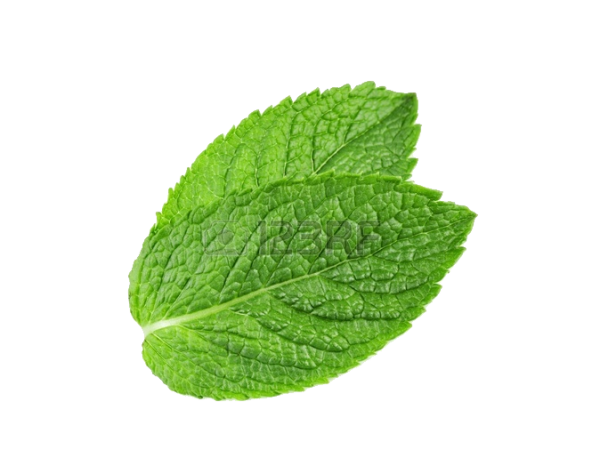 Mint leaves PNG Picture