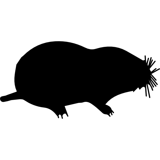 Mole Animal PNG Clipart