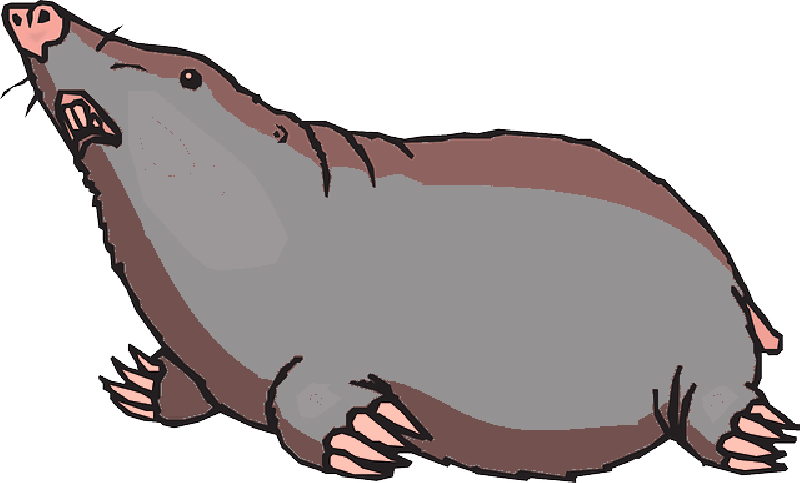 Mole Animal PNG HD Isolated