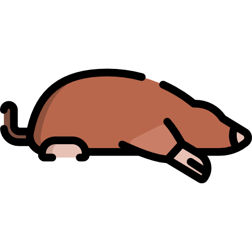 Mole Animal PNG Image