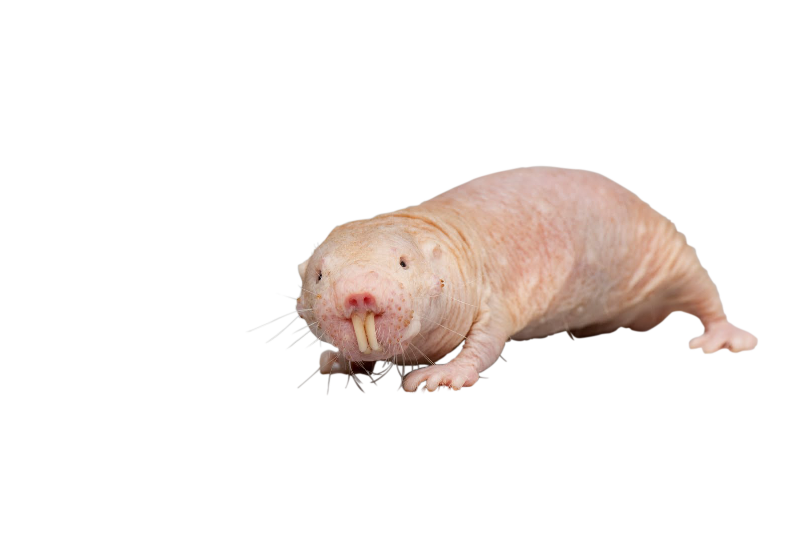 Mole Animal PNG Isolated HD