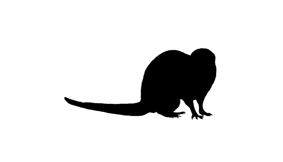 Mongooses PNG Free Download