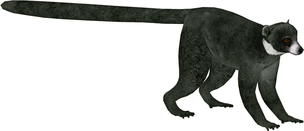 Mongooses PNG Isolated Pic
