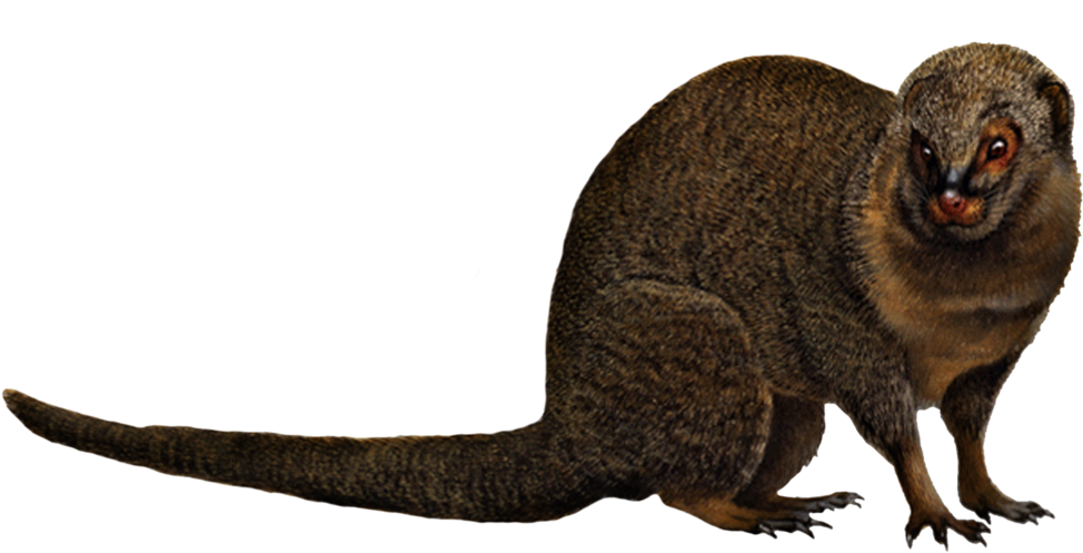 Mongooses PNG