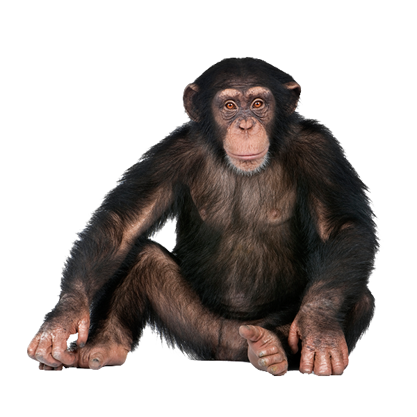 Monkey PNG HD Isolated