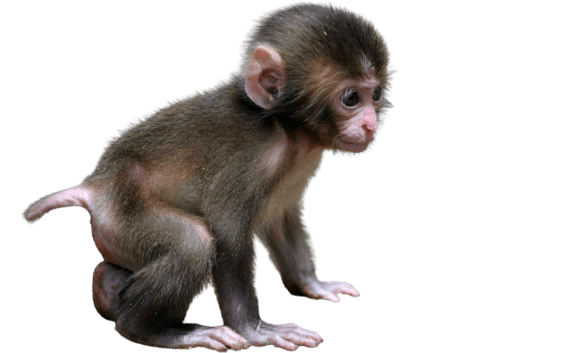 Monkey PNG Isolated HD