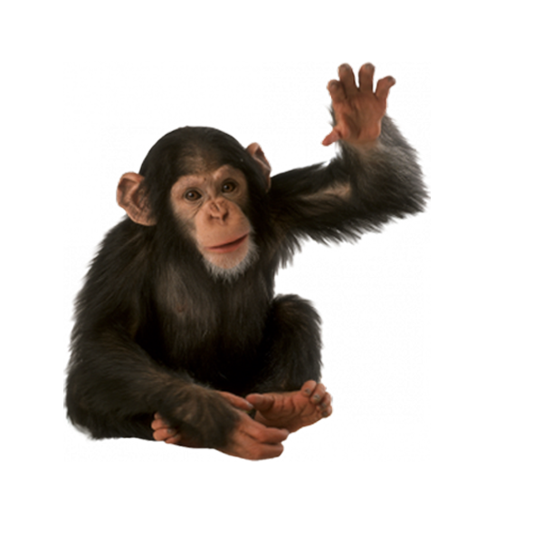 Monkey PNG Isolated Image