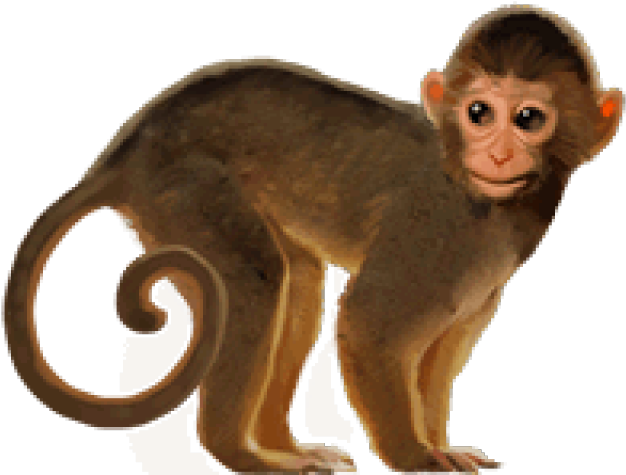 Monkey PNG Isolated Photo