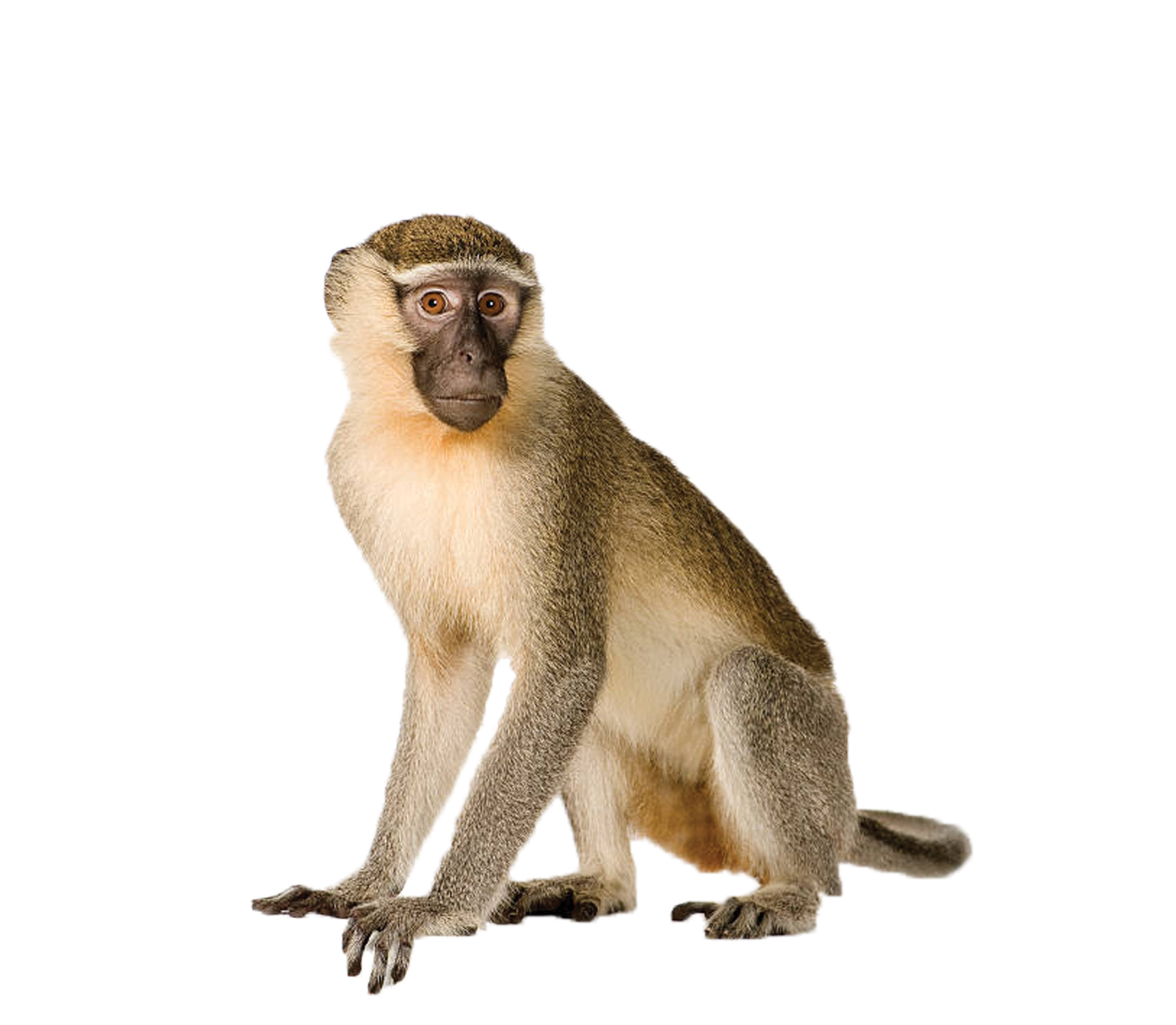 Monkey PNG Isolated Pic