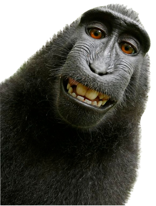 Monkey PNG Photo