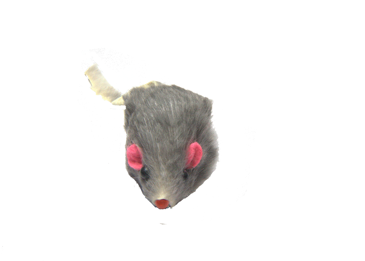 Mouse Animal Download PNG Isolated Image