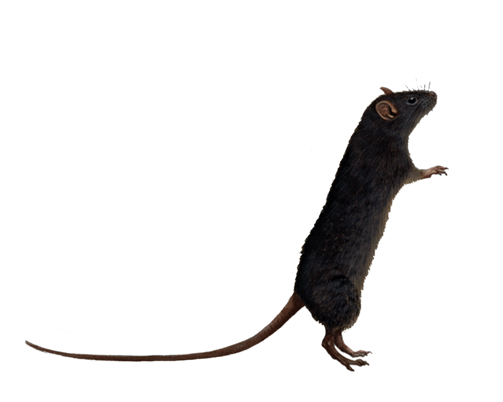 Mouse Animal PNG Clipart