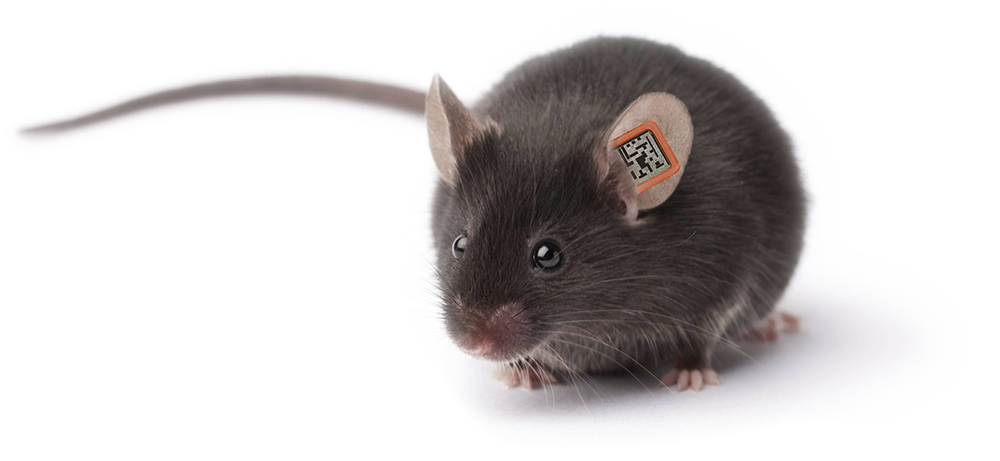 Mouse Animal PNG Image